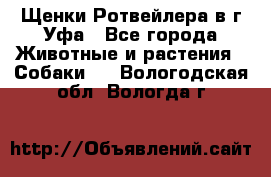 Щенки Ротвейлера в г.Уфа - Все города Животные и растения » Собаки   . Вологодская обл.,Вологда г.